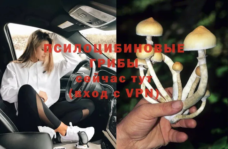 Псилоцибиновые грибы Psilocybine cubensis  Зверево 